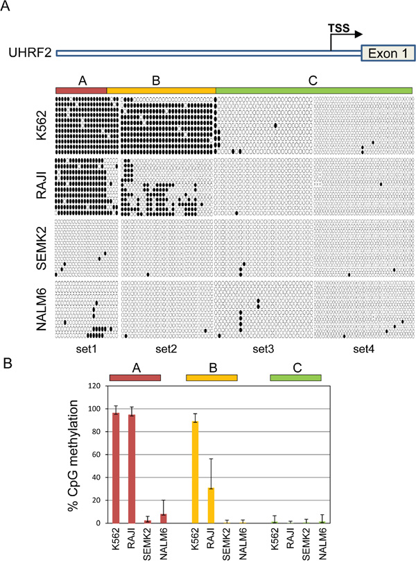 The UHRF2 promoter is significantly methylated in non-expressing cell lines.