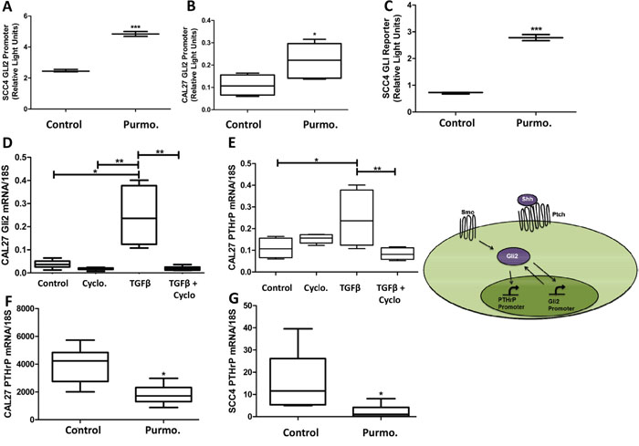 Hedgehog receptor signaling is required for Gli2 activity and PTHrP expression but alone is not sufficient for PTHrP expression.