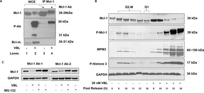 Validation of phospho-specific Mcl-1 antibody, kinetics of Mcl-1 phosphorylation in response to vinblastine, and effect of MG132.