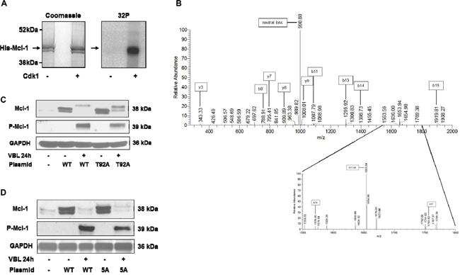 Phosphorylation of Mcl-1 on T92 by Cdk1 and analysis of Mcl-1 harboring mutations of Cdk consensus sites.