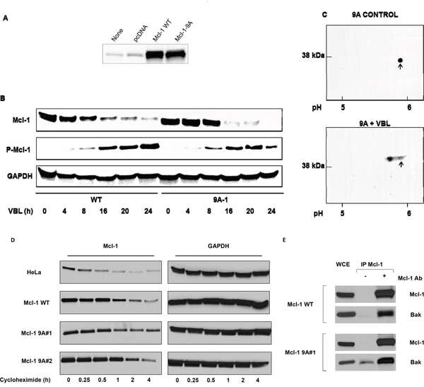 Vinblastine-induced phosphorylation and degradation, protein stability, and Bak binding properties, of Mcl-1 9A mutants.