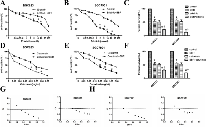 Berberine enhances the activity of erlotinib and cetuximab in gastric cells.