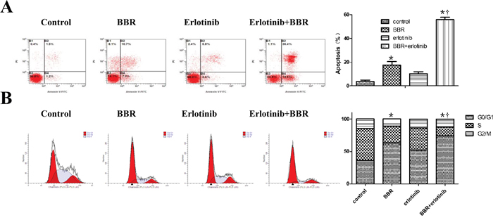 Berberine and erlotinib synergistically enhanced apoptosis and cell cycle arrest in gastric cells.
