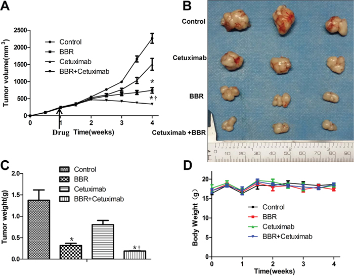 Berberine together with cetuximab suppresses tumor growth in vivo.