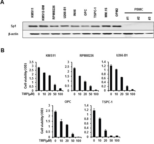 Sp1 expression in MM cells and MM cell viability by Sp1 inhibition.