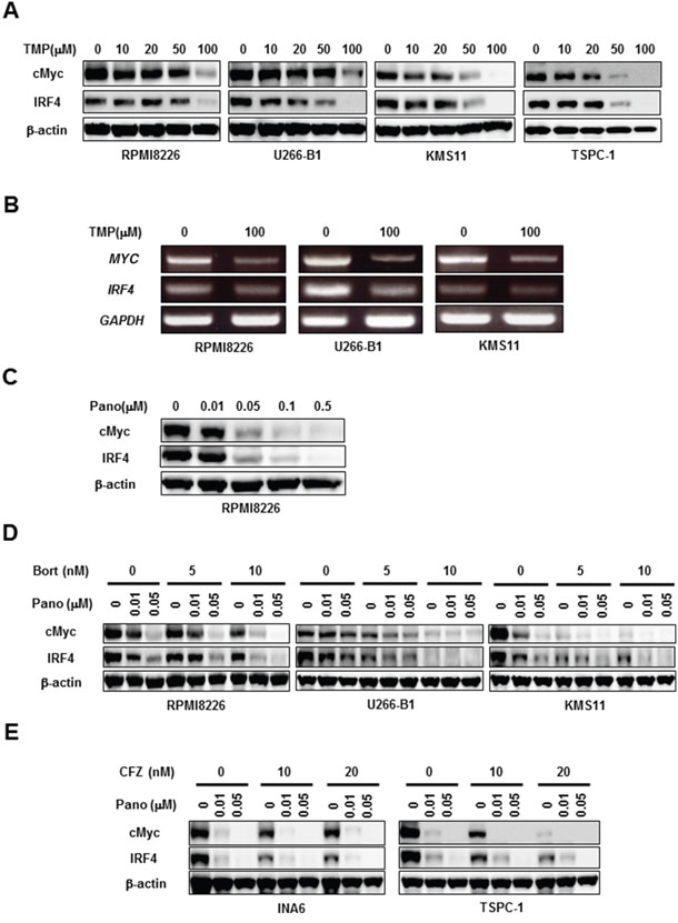Panobinostat and proteasome inhibitors cooperatively reduce cMyc and IRF4.