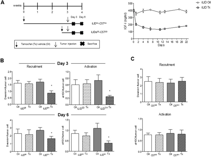 Loss of hepatic stellate cell activation in mice with a sustained liver IGF-I deficiency.