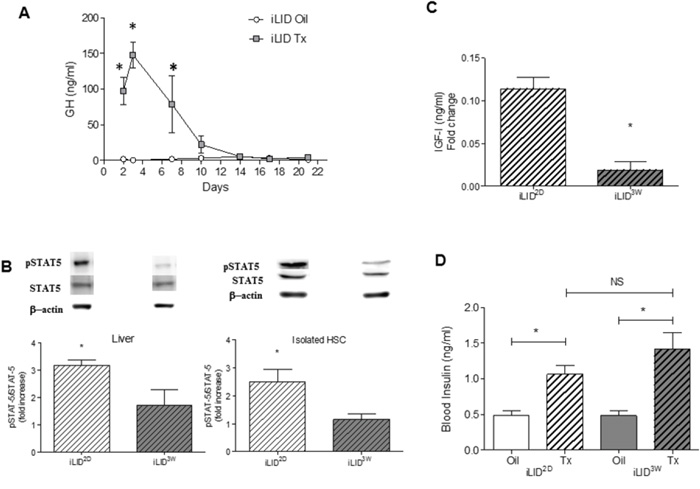 Increased GH production and signaling in mice with short term IGF-I depletion.