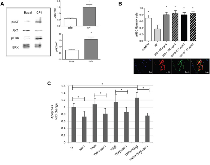 Increased IGF-IR signaling, activation and survival in HSC stimulated by IGF-I in vitro.