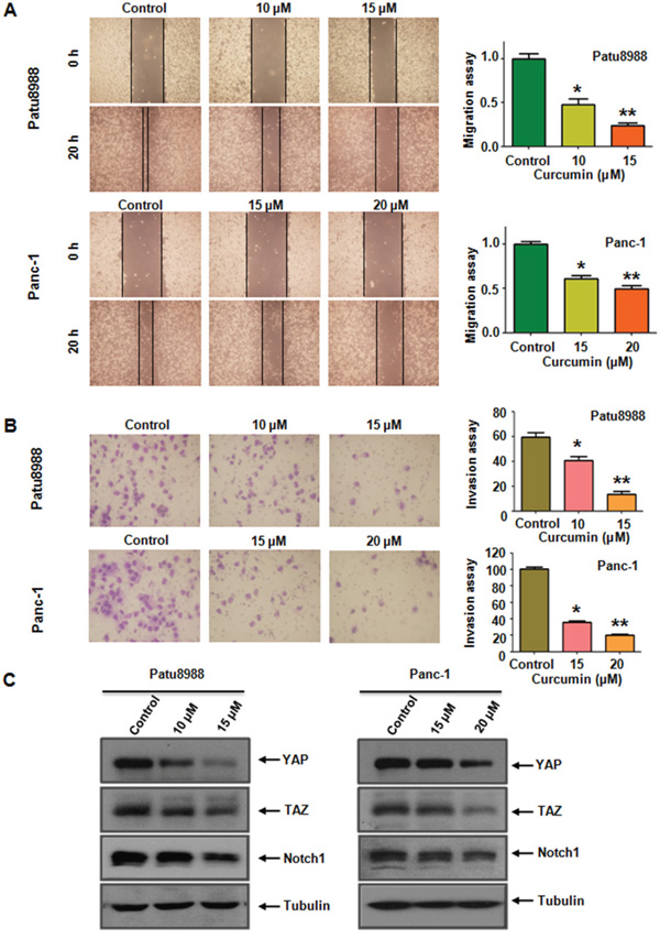 Curcumin inhibited cell migration and invasion in PC cells and inhibited YAP/TAZ expression.