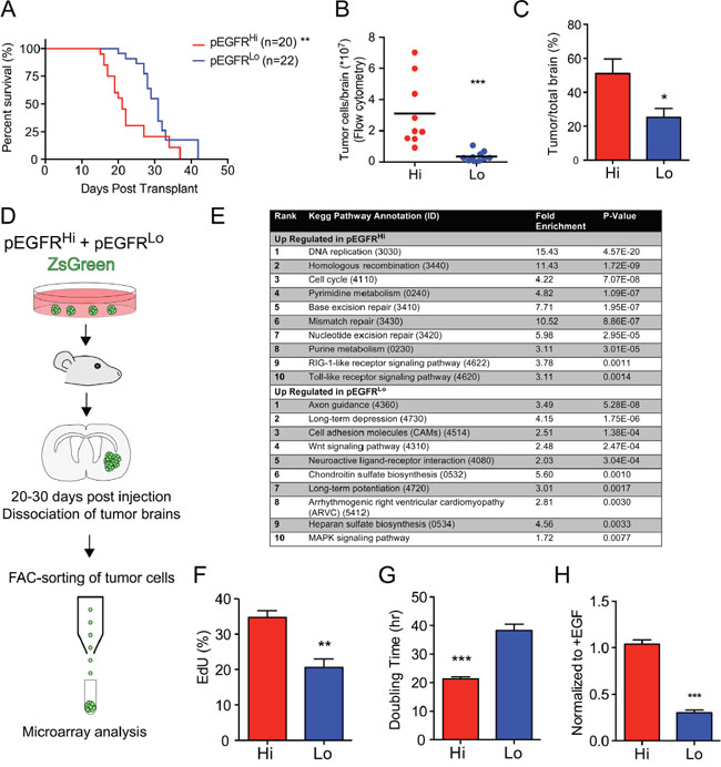EGFRvIII activity associated with more aggressive tumors and gene expression signature.