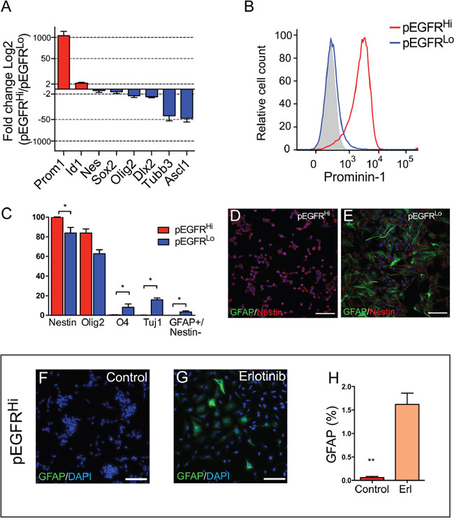 High EGFRvIII activity is associated with an immature stem cell phenotype and EGFRvIII-dependent block in differentiation.