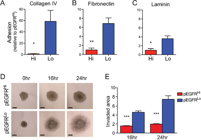EGFRvIII highly active tumor cells exhibit decreased cell adhesion and invasion in vitro.