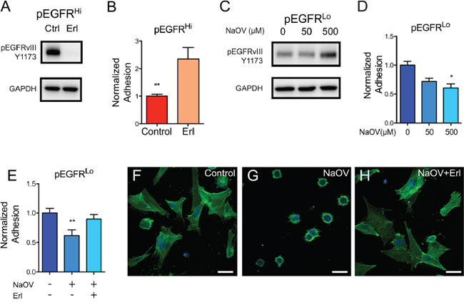 EGFRvIII activity dictates adhesion properties in mouse tumor cells.