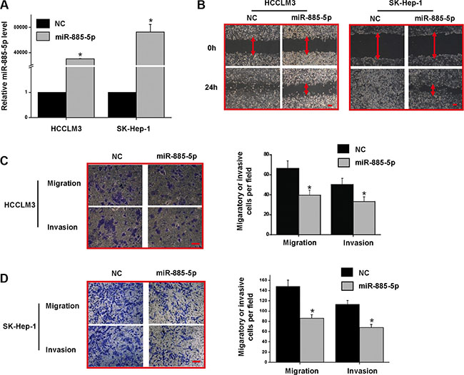 Overexpression of miR-885-5p in HCCLM3 and SK-Hep-1 reduced the migratory and invasive potential in vitro.