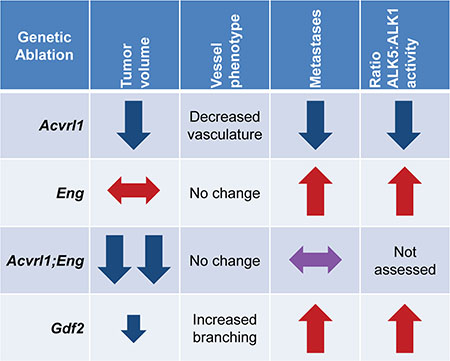 Representative RIP-TAg2 phenotypes for genetic ablation of Acvrl1, Eng, and Gdf2.