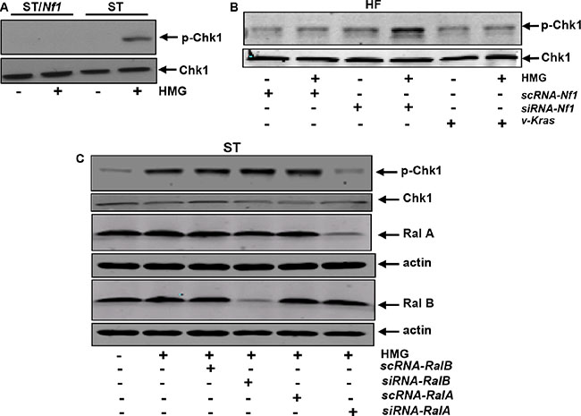 Activation of Chk1 in Nf1-deficient or -knockdown cells treated with HMG.