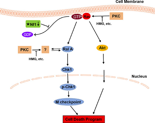 Stochastic signaling pathways for sensitizing Nf1-defective cells to apoptosis after PKC inhibition.