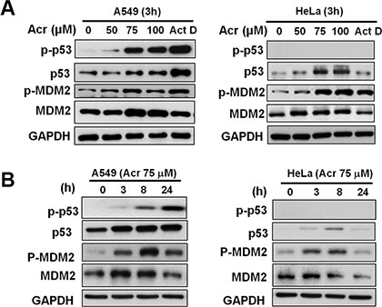 Acrolein stabilizes and activates p53 in p53-active A549 cells.