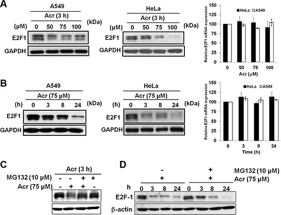 Acrolein increases proteasomal degradation of E2F-1 in p53-active A549 and p53-inactive HeLa cells.