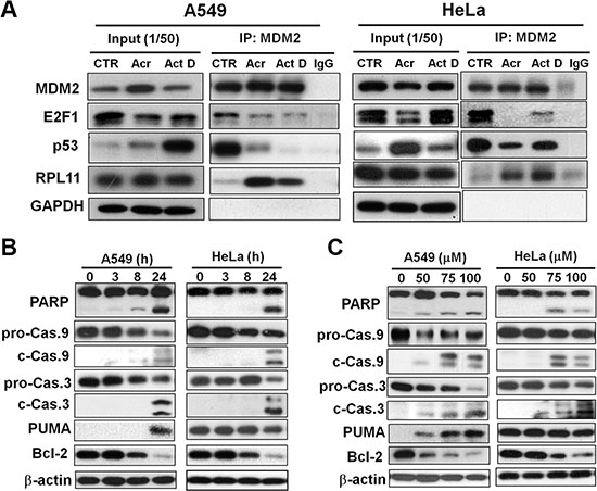 Acrolein induces binding of RPL11 to MDM2, p53 stabilization, degradation of E2F-1 and Bcl2, and activates apoptotic enzymes caspase 9 and 3.