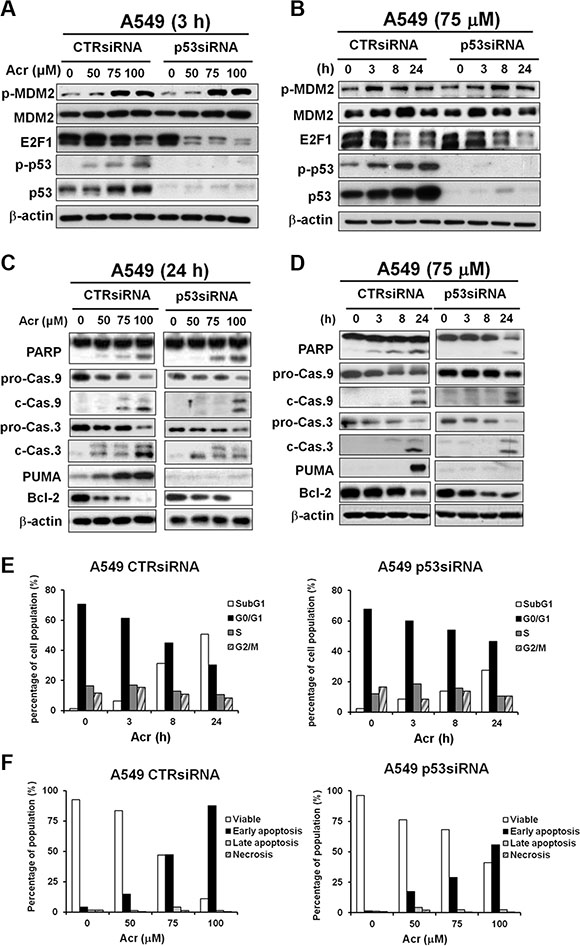 Acrolein induces apoptosis in A549 cells with knockdown of p53 via E2F1 degradation.