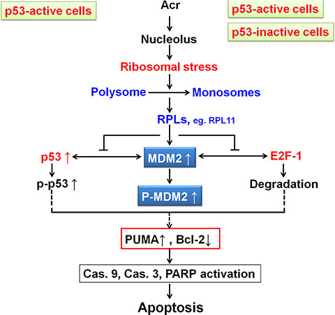 Model of Acr-induced ribosomal stress responses in p53-active and -inactive cancer cells.