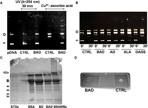 Antioxidant properties of BAD-NEs.