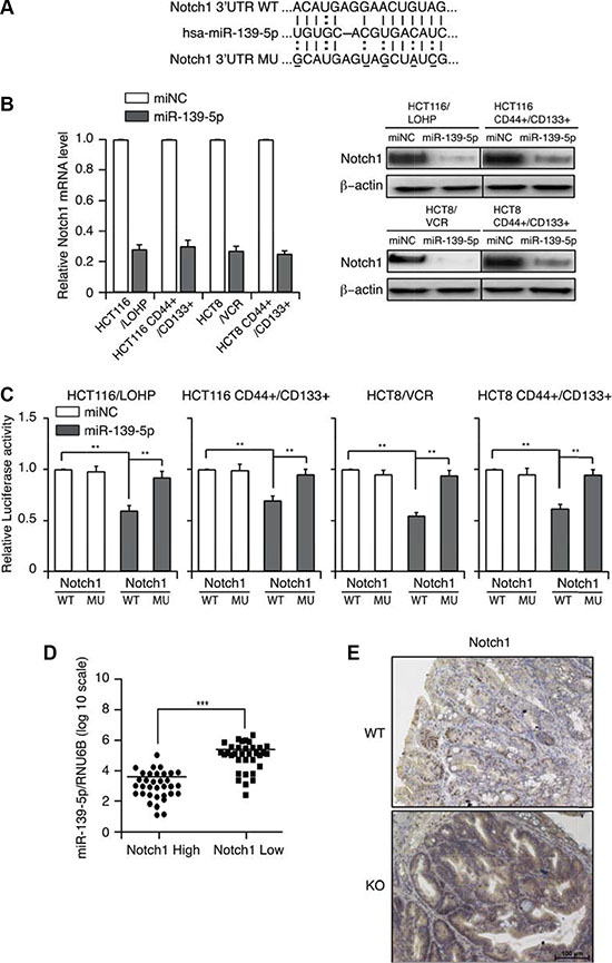 MiR-139-5p directly binds to NOTCH1 in colon cancer cells.