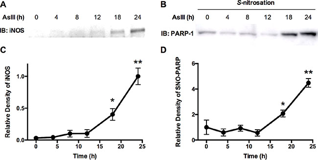 AsIII-induced S-nitrosation on PARP-1 protein correlates to iNOS expression in cells.
