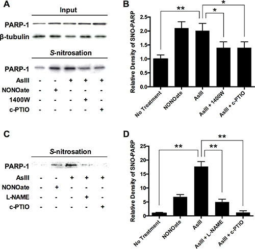 AsIII-induced PARP-1 S-nitrosation resulting from RNS induction.