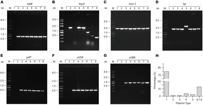 Genetic diversity of the