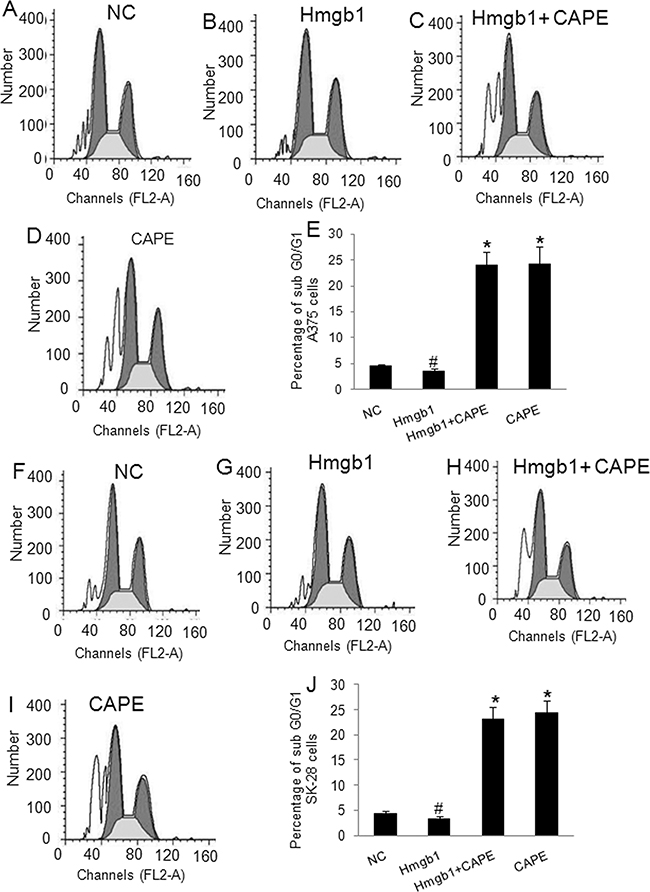 Exogenous Hmgb1 decreased sub G0/G1 cells in melanoma cells.