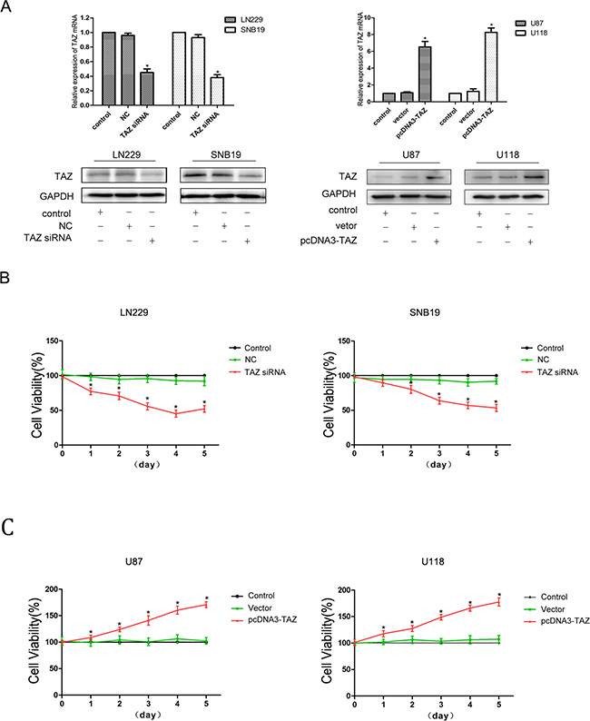 TAZ promotes proliferation of glioma cells.