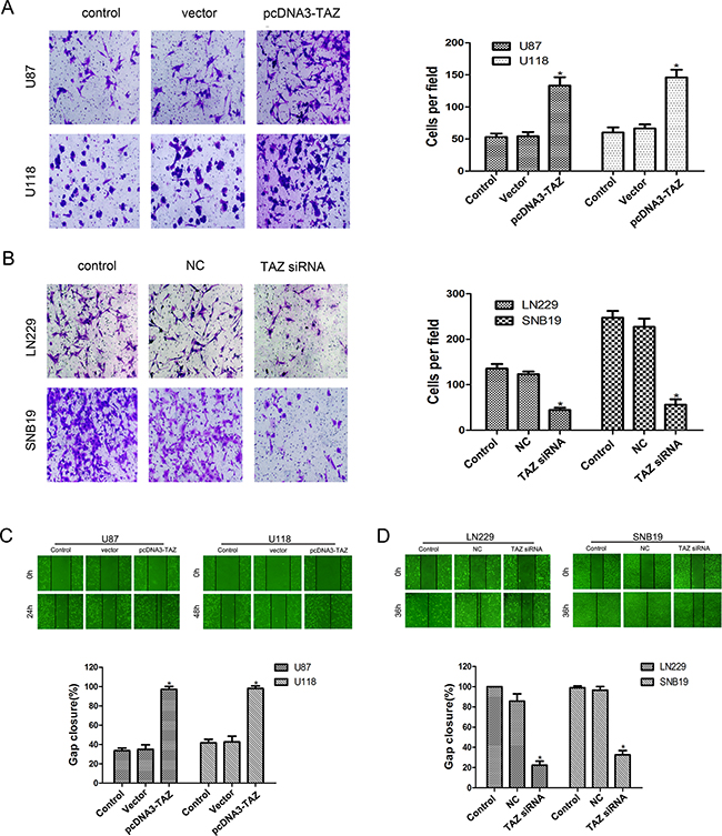 TAZ enhances invasion and migration of glioma cells.