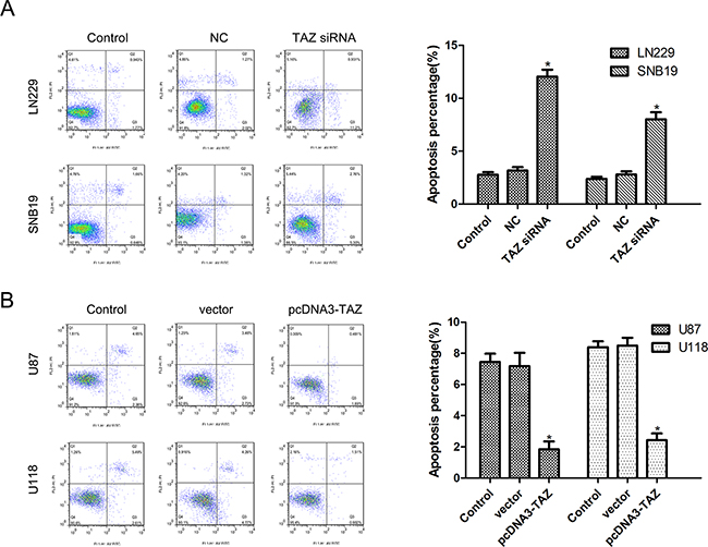 TAZ suppresses apoptosis of glioma cells detected by Annexin V staining.