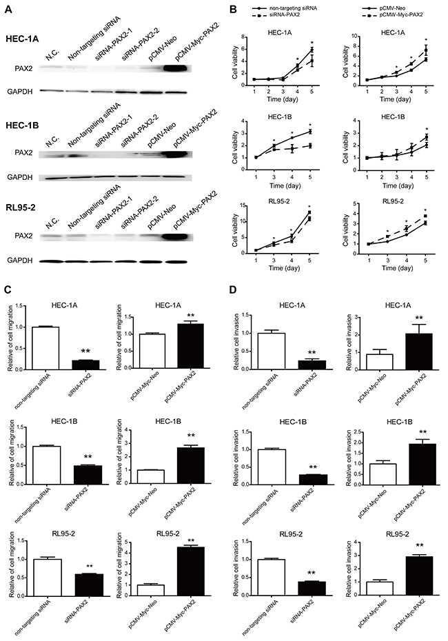 Knocking down or overexpressing PAX2 inhibited or stimulated, respectively, cell growth, migration and invasion in vitro.