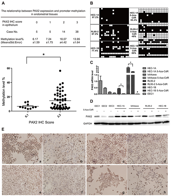 Increased methylation is correlated with PAX2 overexpression in endometrial cancer tissues, and PAX2 expression was down-regulated after demethylated by 5-Aza-CdR treatment.