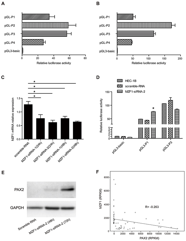 Deletion of P1(-683) to P3(-393) up-regulated the luciferase activity in both HEC-1A and HEC-1B cells, and knocking down MZF1 up-regulated PAX2 transcription and expression in cells containing the repressive transcriptional region of the PAX2 promoter.