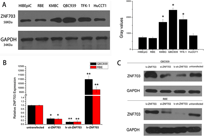 Expression of ZNF703 is elevated in cholangiocarcinoma cell lines.