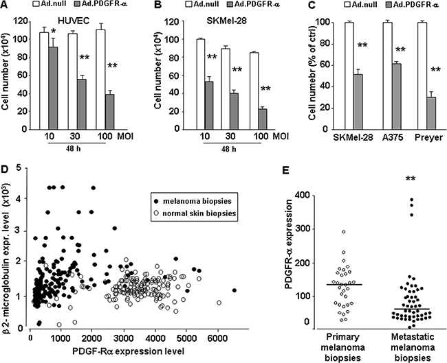 Effect of PDGFR-alpha overexpression on endothelial (HUVEC) and melanoma (SKMel-28) cells proliferation.
