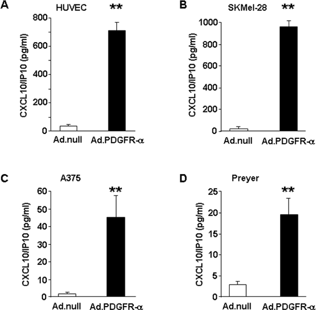 CXCL10/IP10 protein expression.