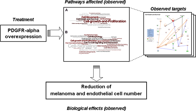 Cartoon summarizing the intervention and the cellular reactions observed in the current study.