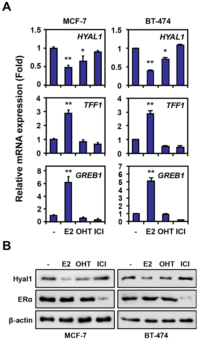 HYAL1 expression is downregulated by estrogen in breast cancer cells.