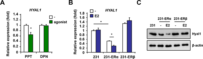 ER&#x03B1; but not ER&#x03B2; mediates HYAL1 down-regulation in breast cancer cells.