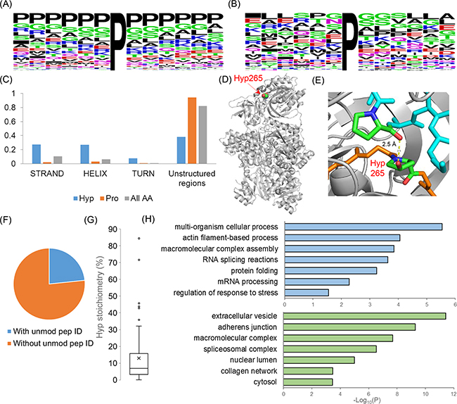 Analysis of the structural and functional characteristics of proline hydroxylation proteome in Hela cells.