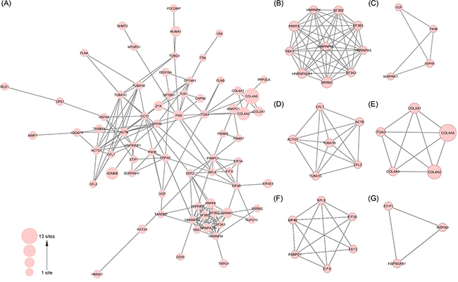 Protein interaction network analysis of proline hydroxylation proteome in Hela cells.