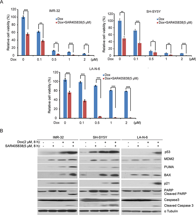 SAR405838 enhances the cytotoxic effect of Doxorubicin on NB cell lines.