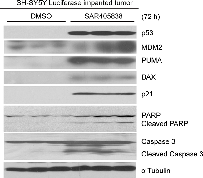 SAR405838 induces p53-mediated apoptosis in tumor cells in mouse model of NB.