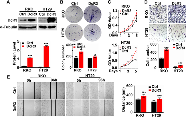 DcR3 overexpression promoted CRC cell proliferation and migration in vitro.